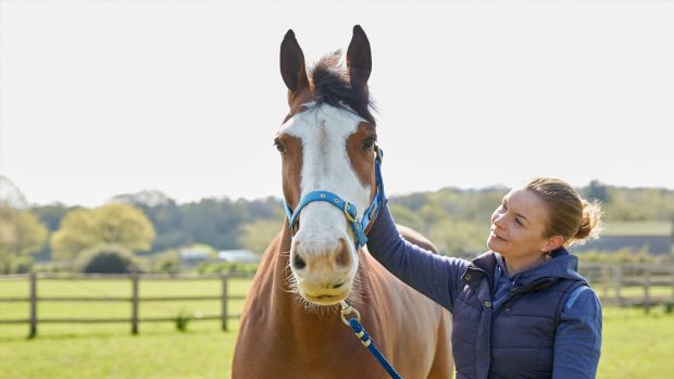 Petplan-Hero-Image-1400x788