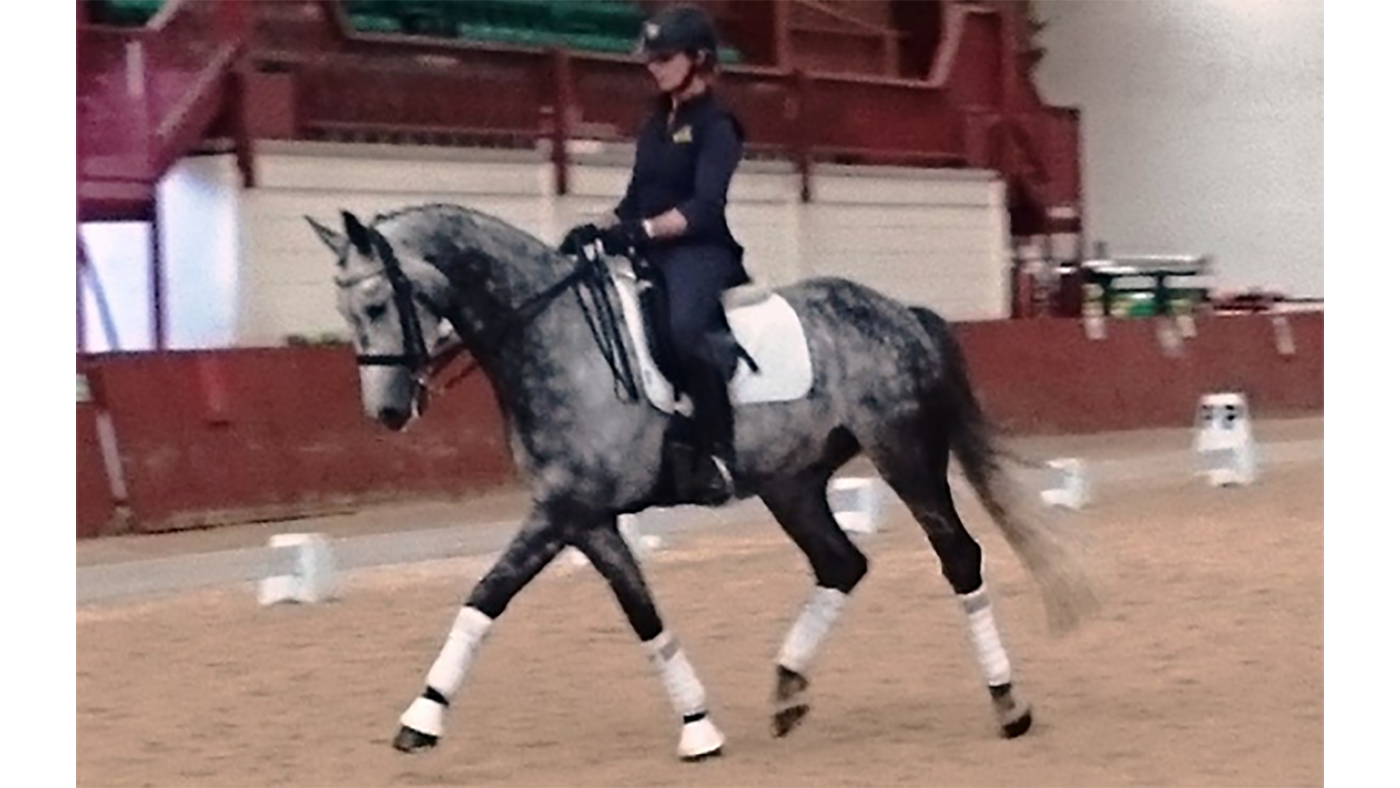 Dreaming of a dressage partner to help you achieve that elusive 10? Horse & Hound Dreaming of a dressage partner to help you achieve that elusive 10? Horse & Hound