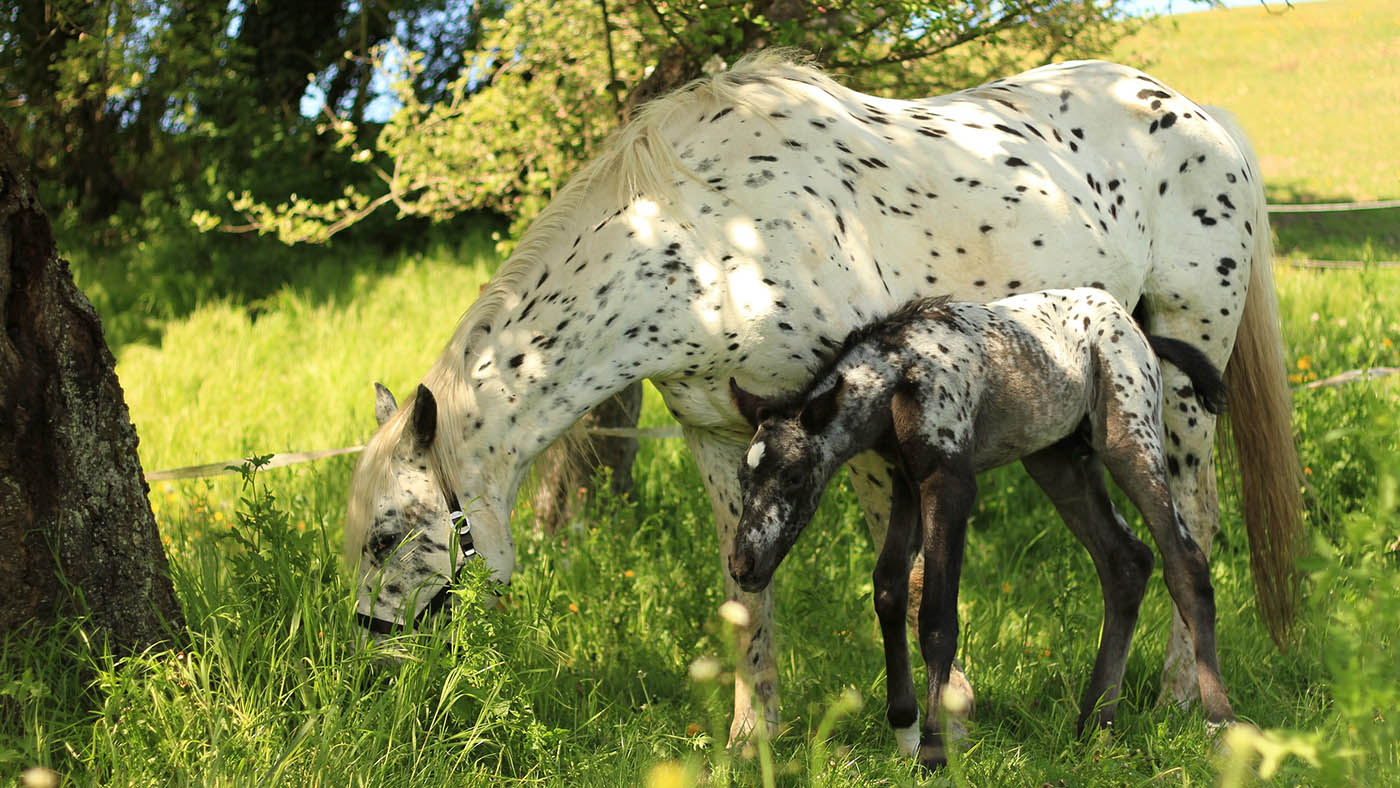 Meet the newborn Spotilas — the spotty son of Totilas Horse & Hound