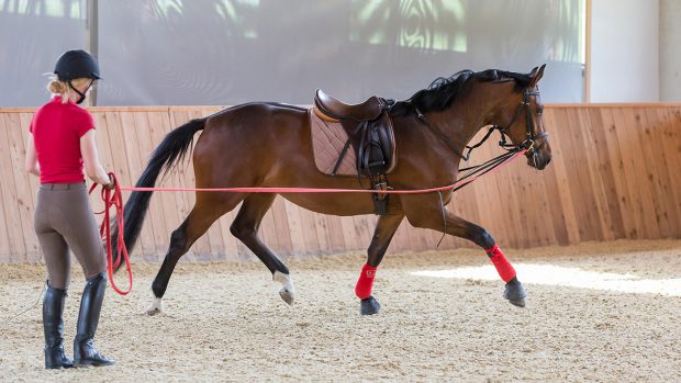F64Y6K Trakehner. Bay mare being longed in a riding hall. Austria
