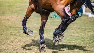 Galloping on hard ground