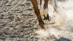 equine herpes virus (EHV) guidelines for competing in the UK