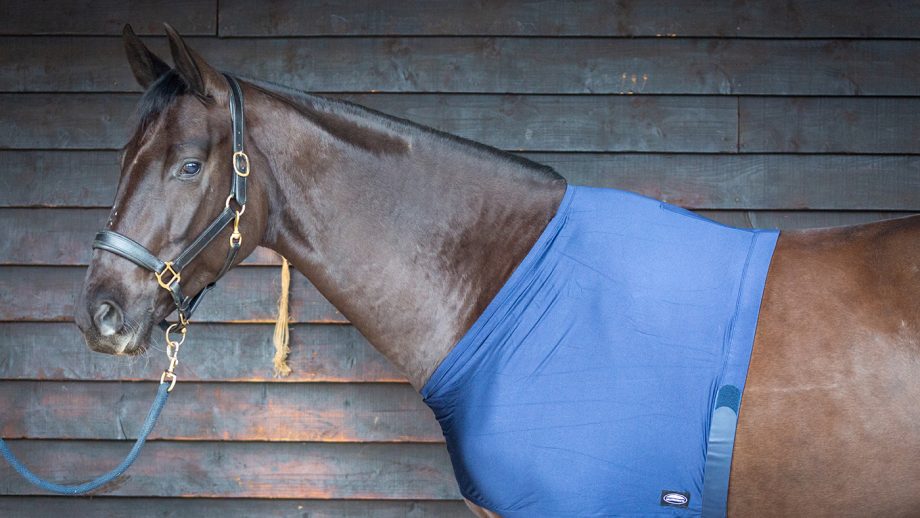 Weatherbeeta Stretch shoulder guard review review