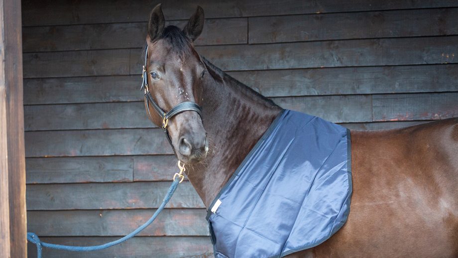 Bossy’s Bib review