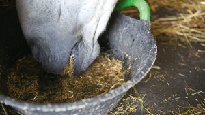 Horse eating a fibre feed from a bucket