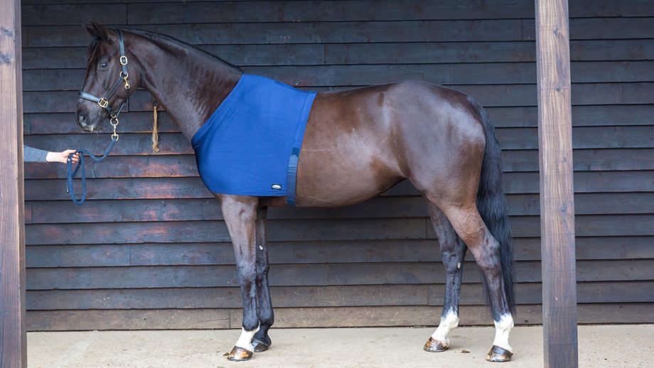 Weatherbeeta Stretch shoulder guard review