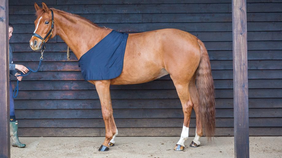 Snuggy Hoods shoulder guard review