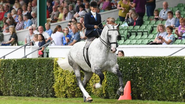 BROOK DALE LIMITED EDITION exhibited by Danielle Heath and owned by Mr G Mears winner of the Ladies Side Saddle during Great Yorkshire Show held at the Great Yorkshire Showground in Harrogate in North Yorkshire in the UK between 9 -11th July 2019