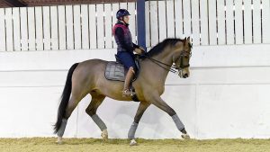 Medium trot Anna Ross riding Delgado in indoor