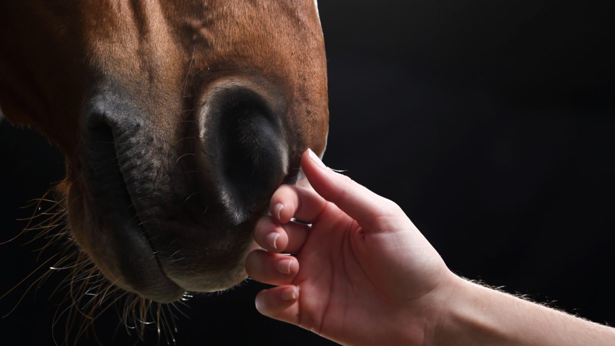 Equine euthanasia what you need to know before a horse is put down