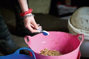 Probiotics for horses