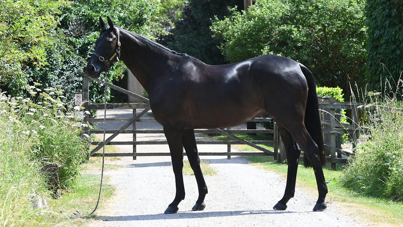 How to give exracehorses a flying start in a new discipline *H&H VIP