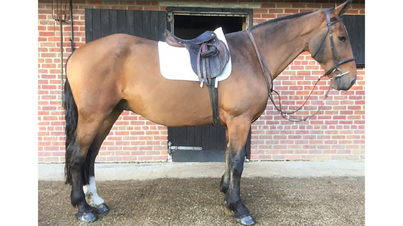 5 bay beauties that we can’t stop thinking about Horse & Hound