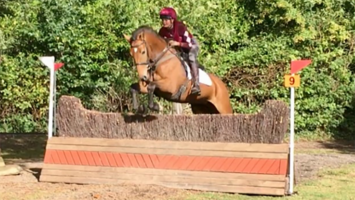 bay horses for sale