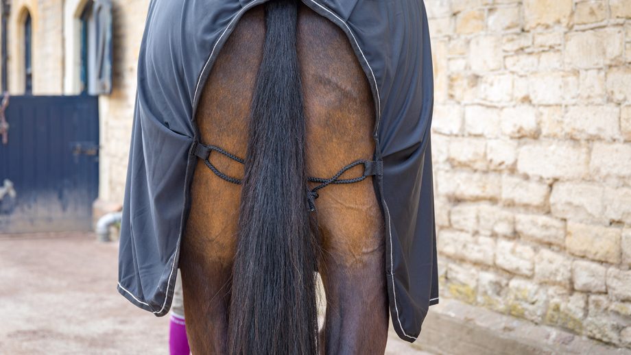 Bucas Panel Prize cooler review