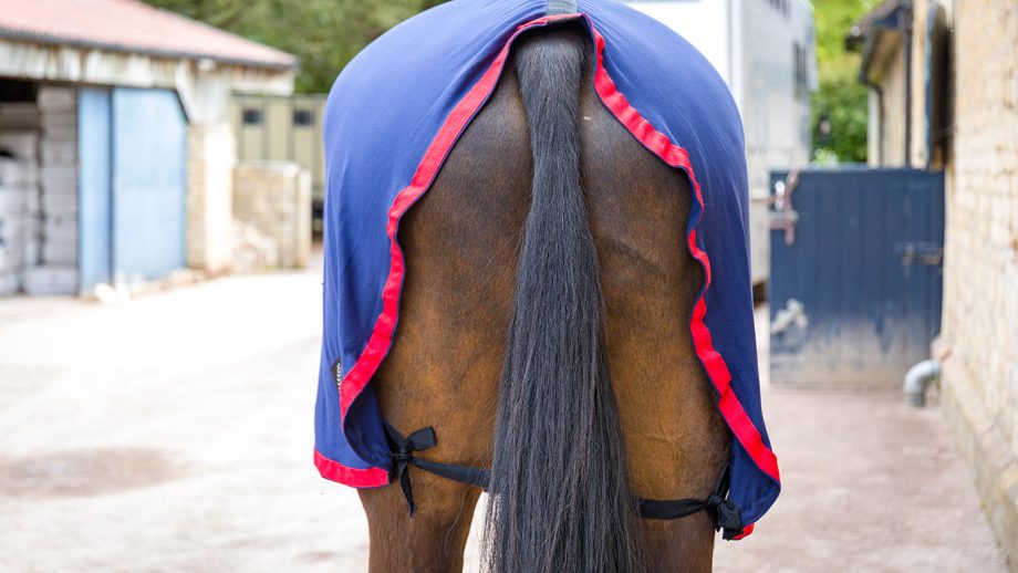 Herbb Body Hugger Original rug review