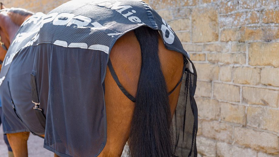 LeMieux Carbon cooler rug review