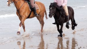 D73PER Three girls riding their horses, galloping on Holkham Beach, north Norfolk Coast, East Anglia UK