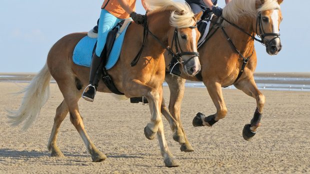 D9RGPP Two riders on back of her Haflinger horses galloping in the mudflat of the North Sea (Germany)