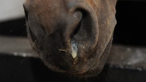 equine herpes virus outbreak Valencia Spain