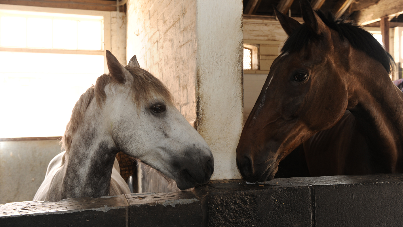 EHV-Horses-in-Stable
