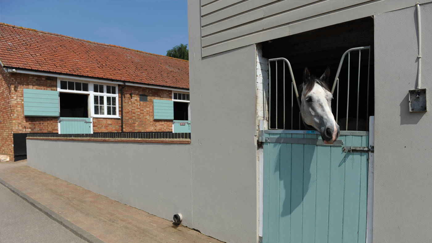 EHV-horse-in-stable-blue-door