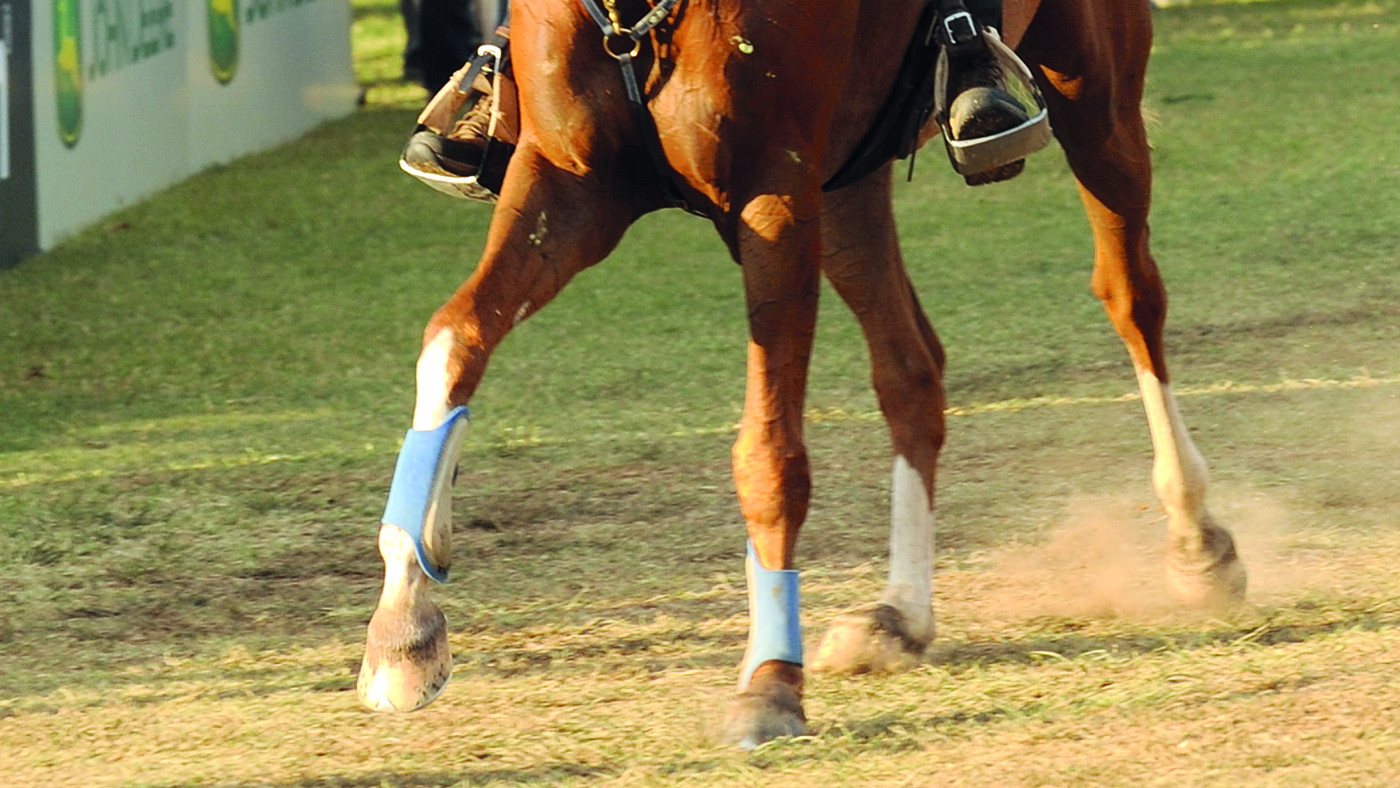 Outcry Over Death Of Horse At British Endurance Ride Horse Hound