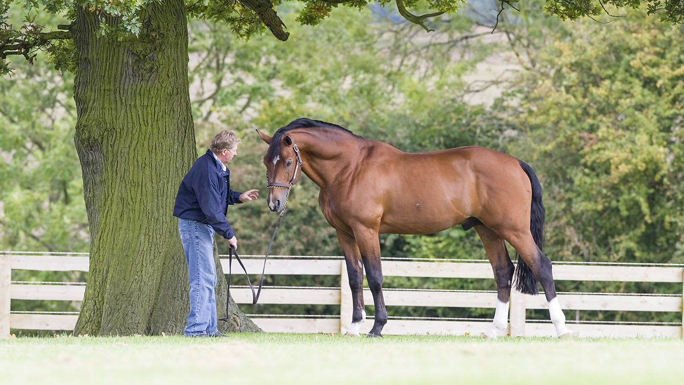 Arko retires aged 15 , nick skelton at stables