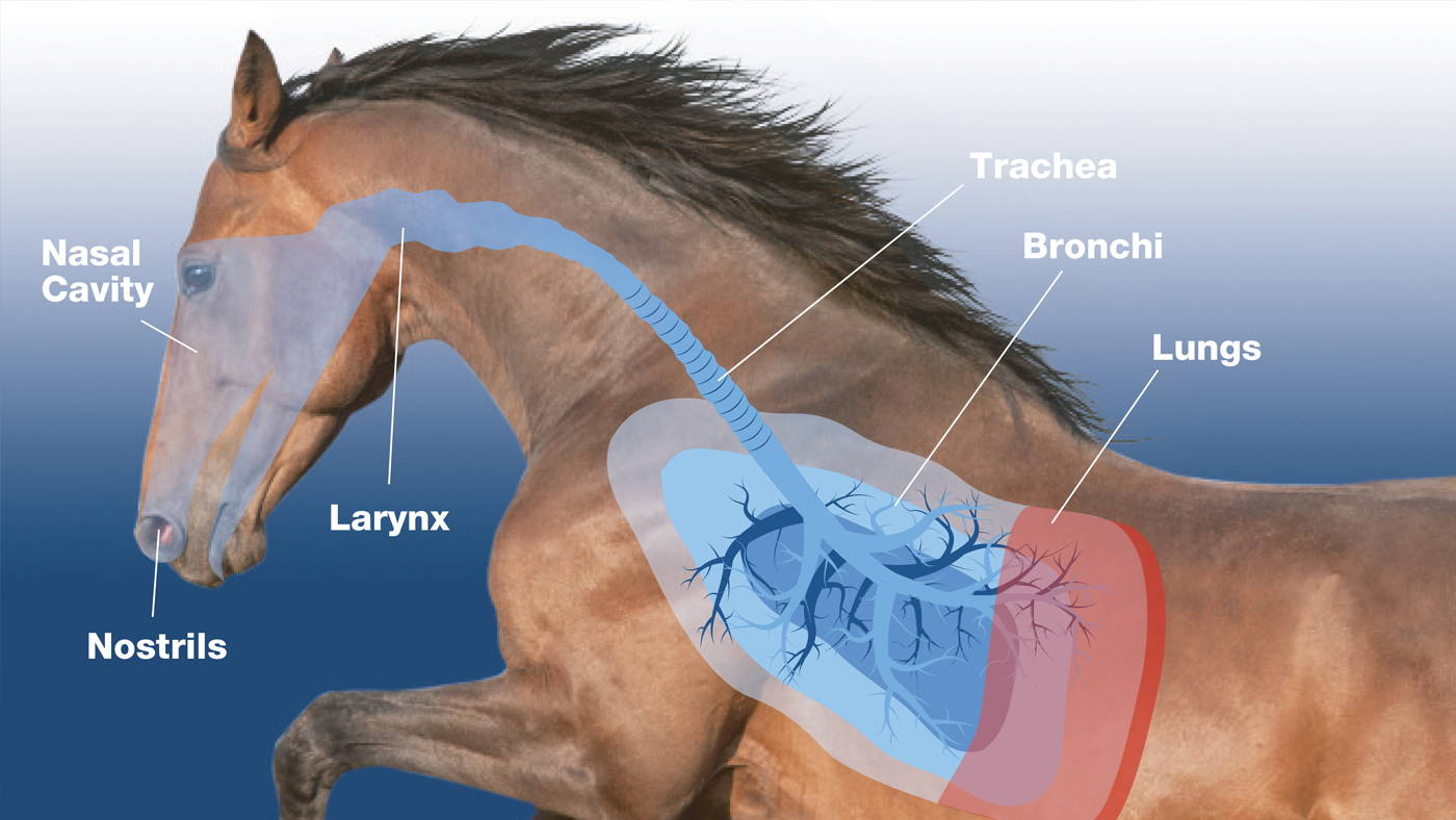 Respitory-Boost-Hero
