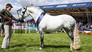 TESREMOS SUNNYBEAR Connemara Champion The Royal Highland Show 2019 Photograph by Grossick Racing Photography 0771 046 1723