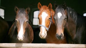 Equine welfare charities have raised concerns that the cost-of-living crisis will lead to an increase in ‘unwanted’ horses this winter