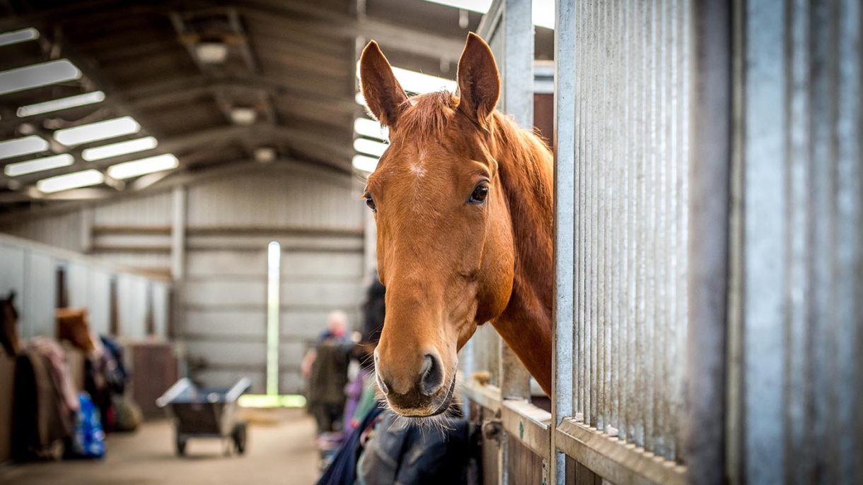 Strangles in horses what all horse owners need to know Horse & Hound