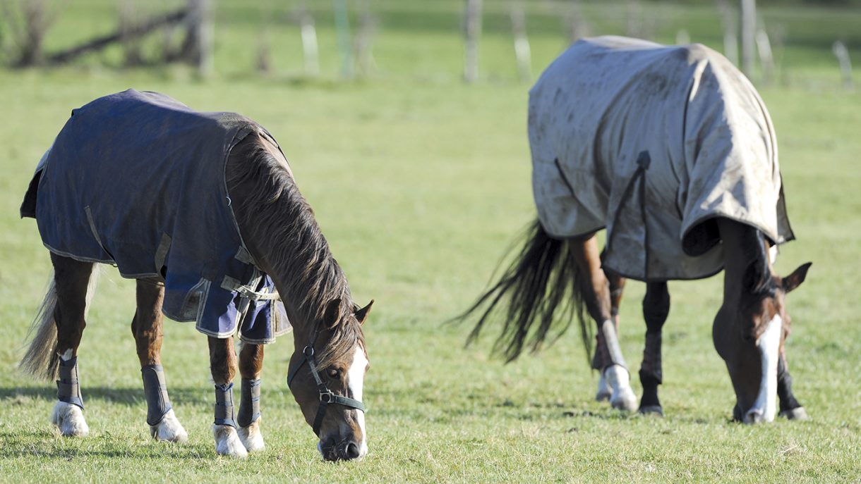 Turnout problems Horse & Hound