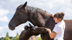 Warmblood Horse. Woman fondling bay mare and foal