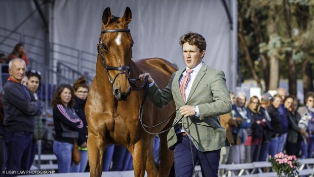 Pau final trot-up Tom McEwen
