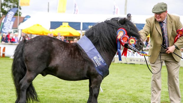 Horse breeds in the UK: a champion Shetland pony