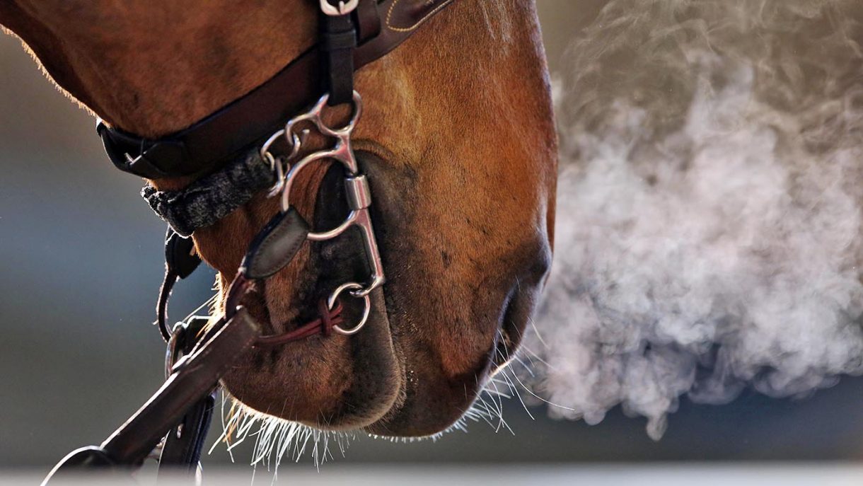 Equine asthma (aka COPD/heaves) key causes and treatment plans
