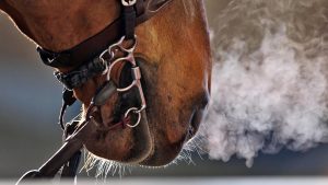 Horses with equine asthma are unable to breathe as well as a healthy horse