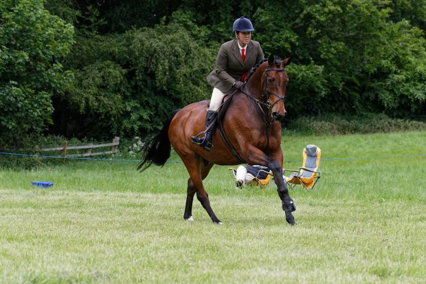 how to jump a stile WORKING HUNTER CHAMPIONSHIP CHAMPION 364 BLOOMFIELD INCOGNITO R: Kelly Ward