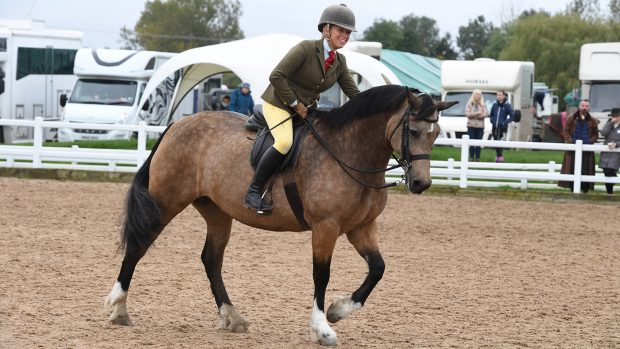Heritage Show 11.10.19 Olympia Qual. Welsh D No.144 winner Llanarth Fair Lady