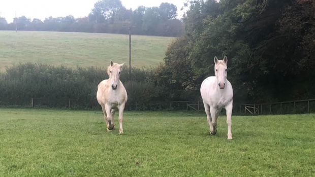 Windsor Grey Royal Mews