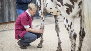 Lameness in horses: a vet examines a lame horse