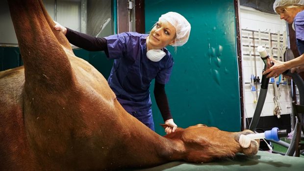 Only Foals and Horses: