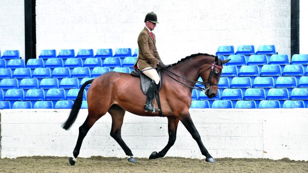 Peter Hodgkinson riding Forever Faberge