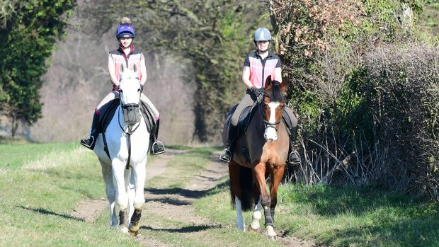 Stable yard stock images hacking hack high viz horse training bib bibs from behind, sunny, ridng abreast, hacking out, walking, horse riding off-road on a bridleway bridlepath,bridleway