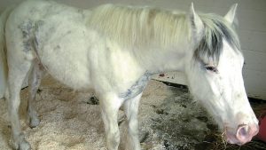 A horse suffering from tetanus