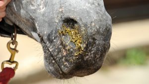 Signs of choke in horses