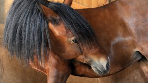 Colic in horses