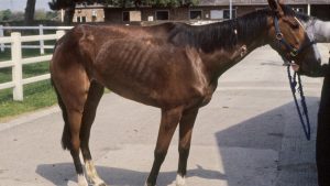 Equine grass sickness