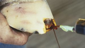 White line disease, also known as seedy toe